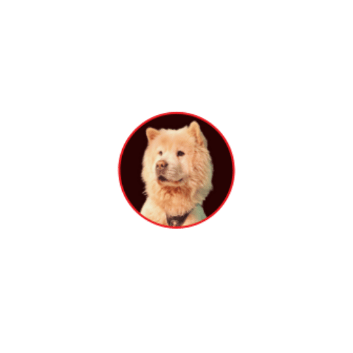 DogeFather (DOGEF) Token– The Ultimate Meme Coin